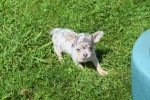 Chihuahua (teef) 84746