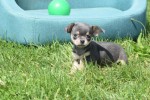 Chihuahua (reu) 84707
