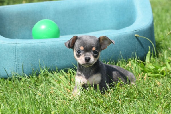 Chihuahua (reu) 84707