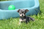 Chihuahua (reu) 84707