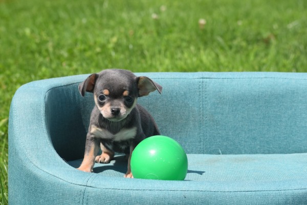 Chihuahua (reu) 84707