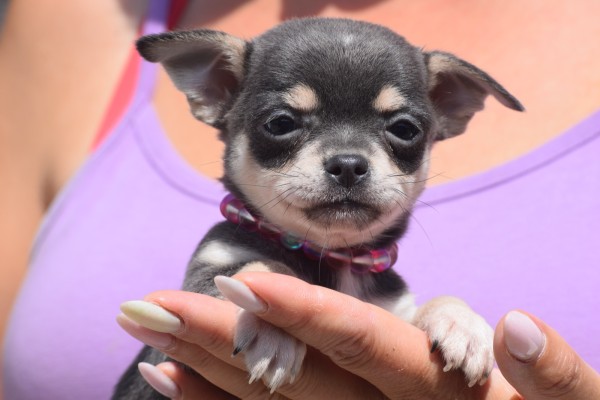 Chihuahua (reu) 84847