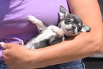 Chihuahua (reu) 84847