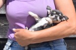 Chihuahua (reu) 84847