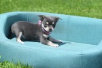 Chihuahua (reu) 84847