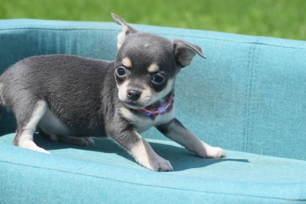 Chihuahua (reu) 84847