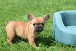 Bouldogue Francais (reu) 27872