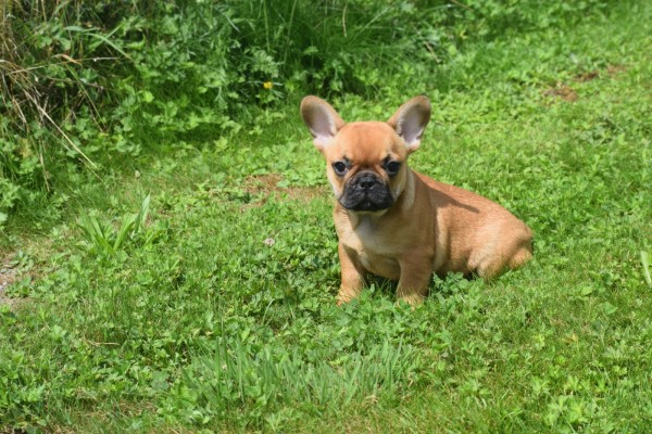 Bouldogue Francais (reu) 27872