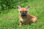 Bouldogue Francais (reu) 27872