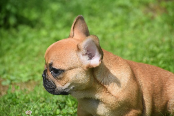 Bouldogue Francais (reu) 27872