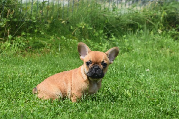 Bouldogue Francais (reu) 27872