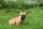 Bouldogue Francais (reu) 27872