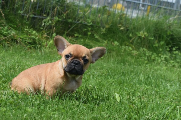 Bouldogue Francais (reu) 27872