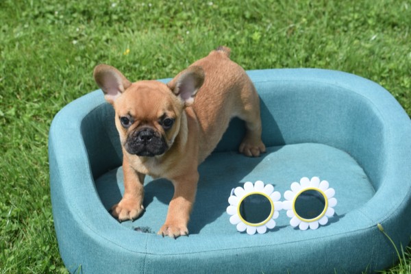Bouldogue Francais (reu) 27872