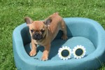 Bouldogue Francais (reu) 27872