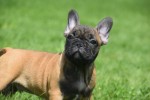 Bouldogue Francais (reu) 27871