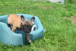 Bouldogue Francais (reu) 27871