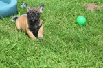 Bouldogue Francais (reu) 27871
