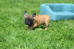 Bouldogue Francais (reu) 27871