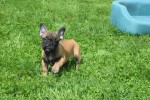 Bouldogue Francais (reu) 27871