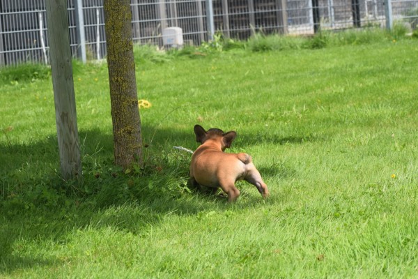 Bouldogue Francais (reu) 27871