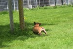 Bouldogue Francais (reu) 27871