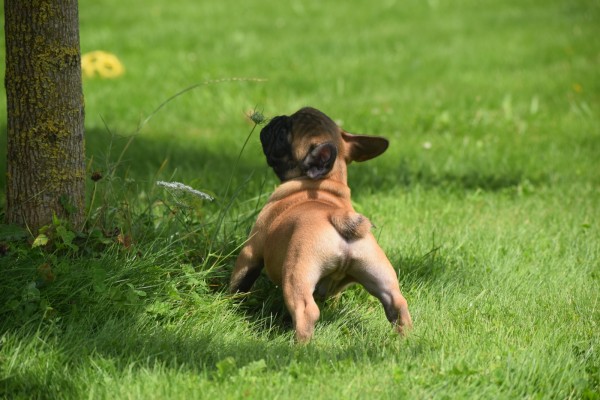 Bouldogue Francais (reu) 27871
