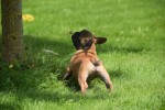 Bouldogue Francais (reu) 27871