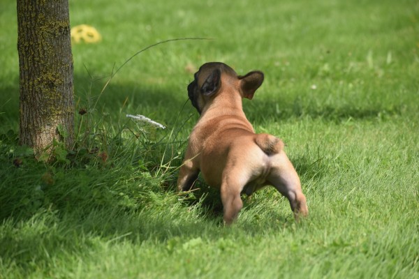 Bouldogue Francais (reu) 27871