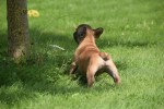 Bouldogue Francais (reu) 27871