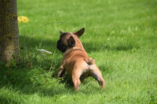 Bouldogue Francais (reu) 27871