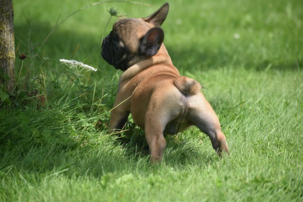 Bouldogue Francais (reu) 27871