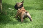 Bouldogue Francais (reu) 27871