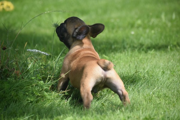 Bouldogue Francais (reu) 27871