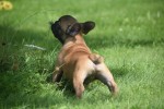 Bouldogue Francais (reu) 27871