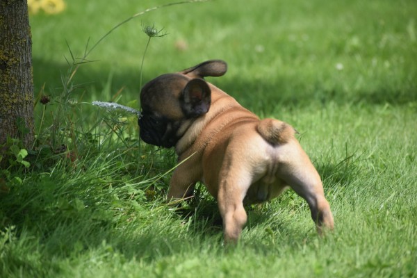 Bouldogue Francais (reu) 27871