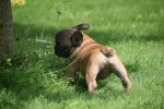 Bouldogue Francais (reu) 27871