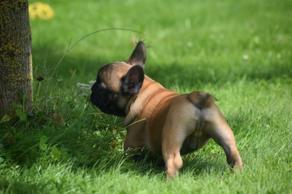 Bouldogue Francais (reu) 27871