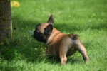 Bouldogue Francais (reu) 27871