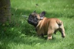 Bouldogue Francais (reu) 27871