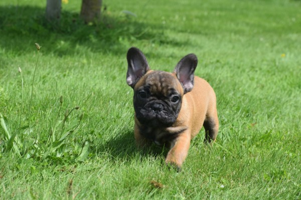Bouldogue Francais (reu) 27871