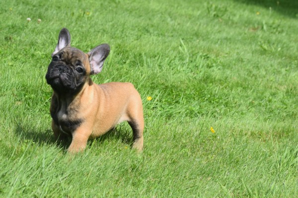Bouldogue Francais (reu) 27871
