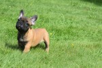 Bouldogue Francais (reu) 27871