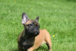 Bouldogue Francais (reu) 27871
