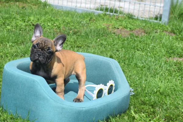 Bouldogue Francais (reu) 27871