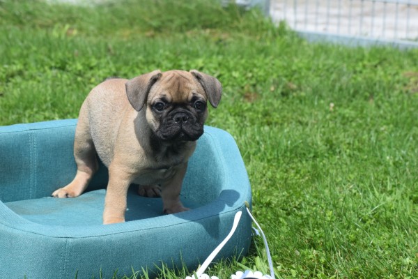 Bouldogue Francais (reu) 27870