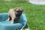 Bouldogue Francais (reu) 27870