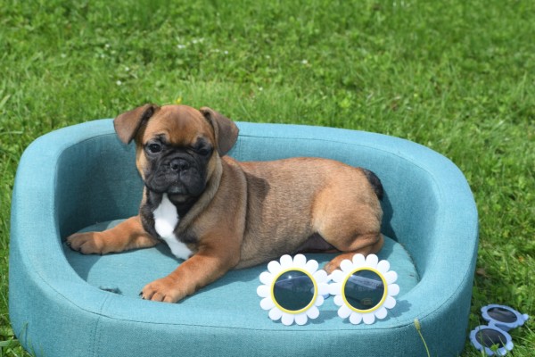 Bouldogue Francais (teef) 27875