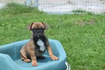 Bouldogue Francais (teef) 27875