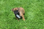 Bouldogue Francais (teef) 27875